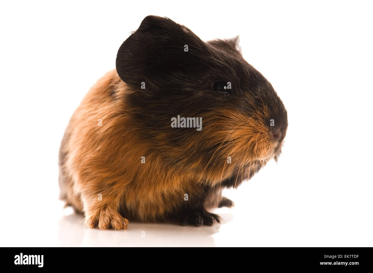 baby guinea pig Stock Photo - Alamy