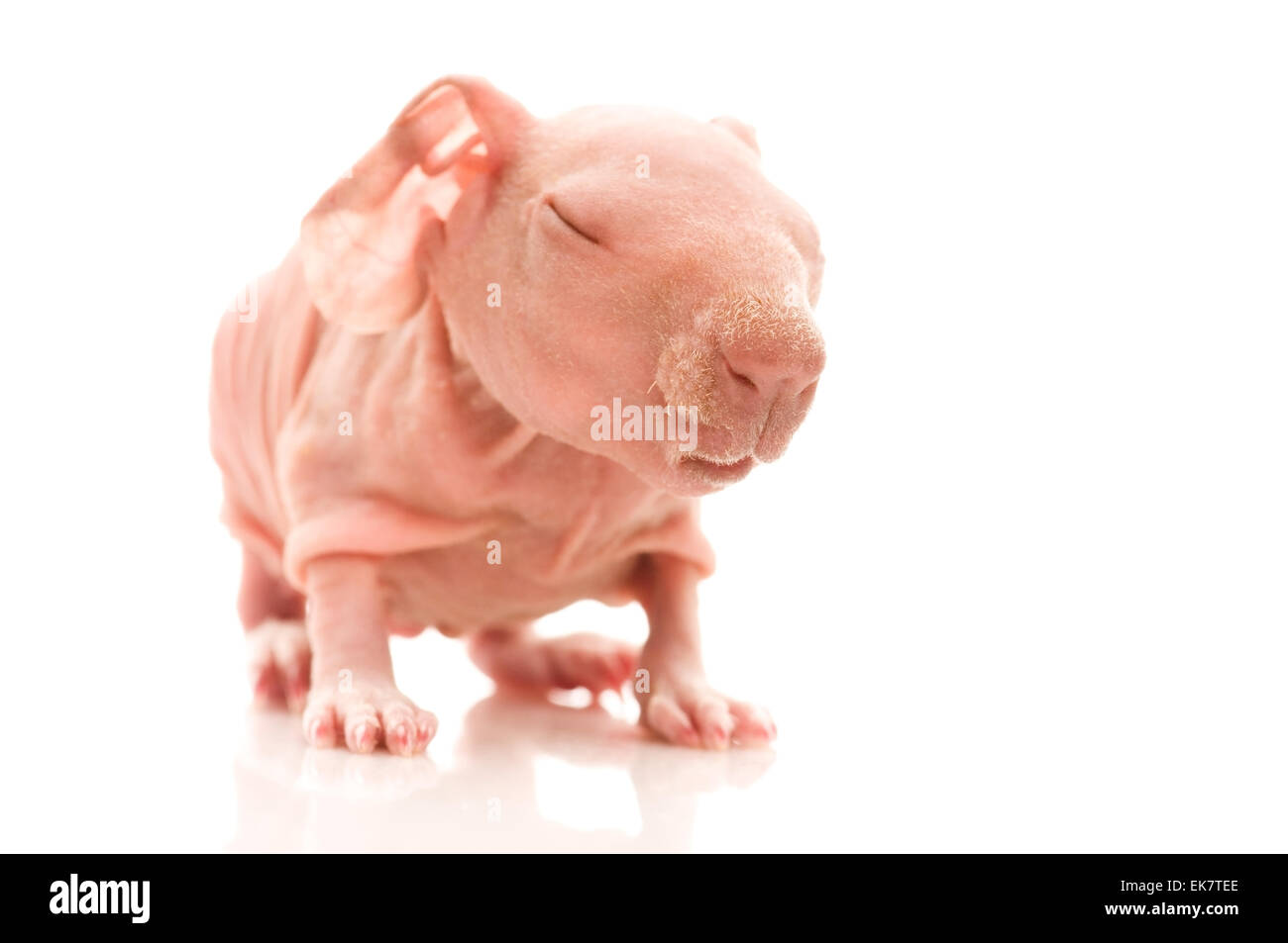skinny guinea pig Stock Photo Alamy