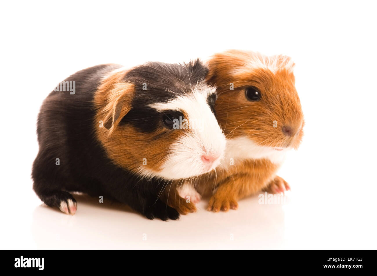 baby guinea pig Stock Photo - Alamy