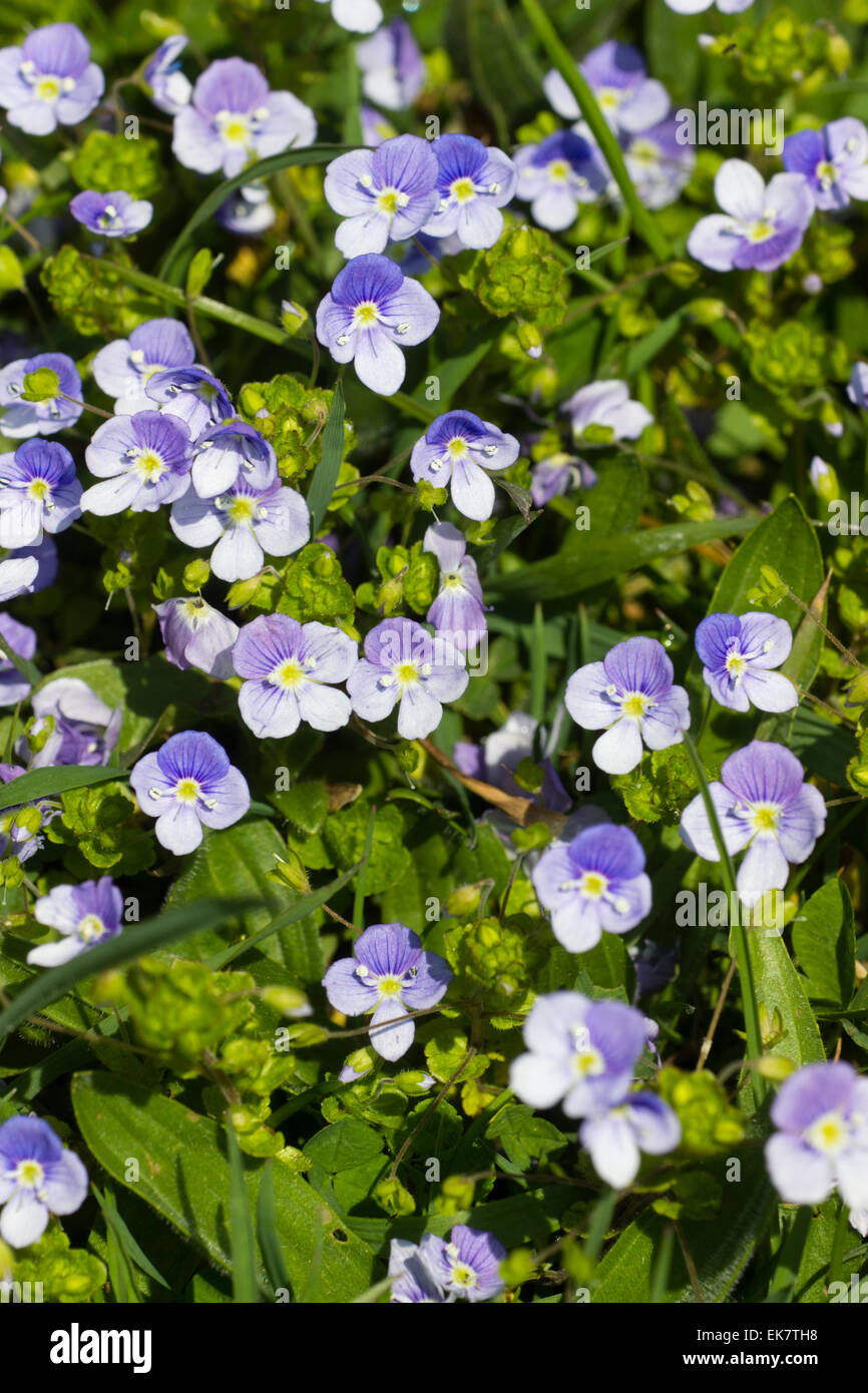 Massed flowers of the slender speedwell, Veronica filiformis, a naturalised UK wildflower. Stock Photo