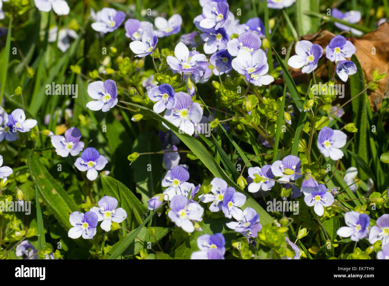 Massed flowers of the slender speedwell, Veronica filiformis, a naturalised UK wildflower. Stock Photo