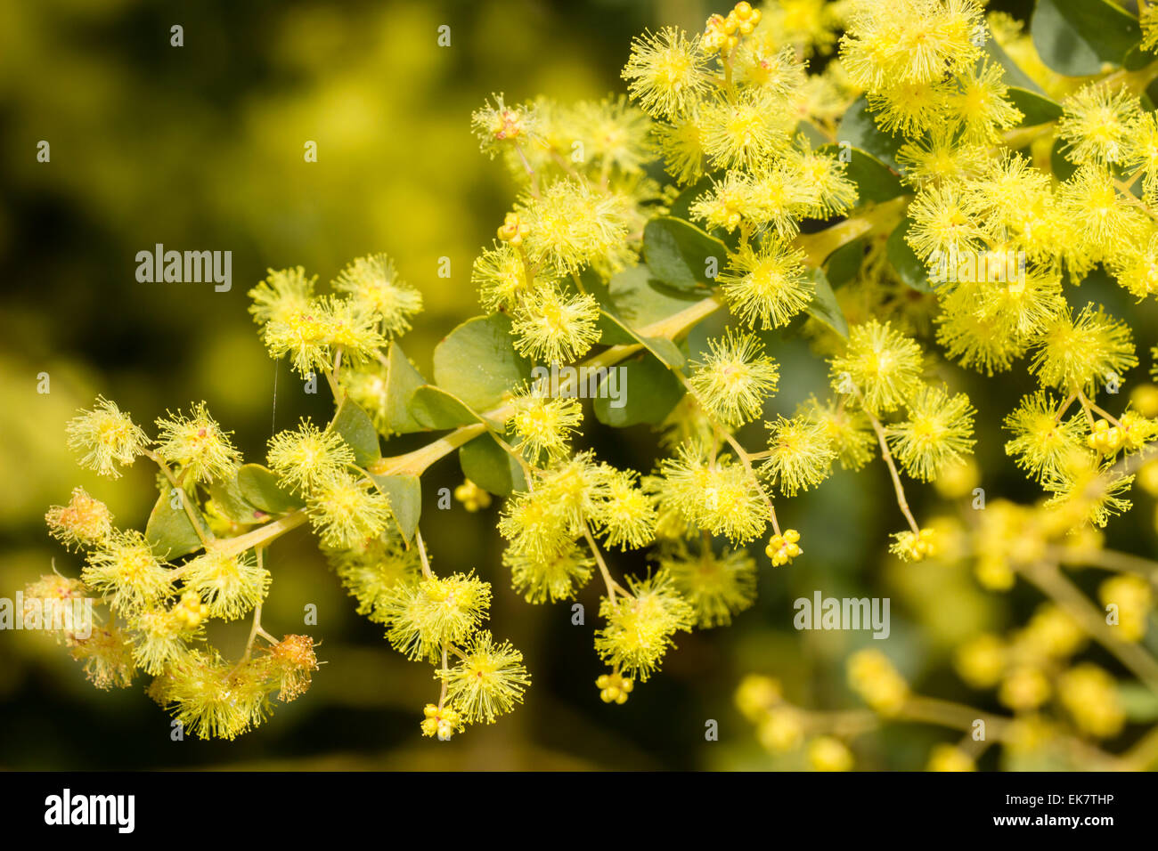 Yellow puffball flowers of Oven's wattle, Acacia pravissima Stock Photo