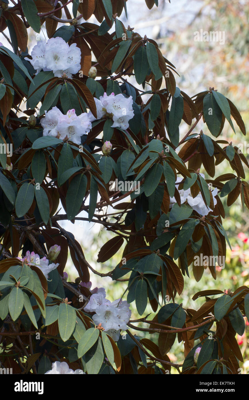 White April flowers and evergreen leaves showing rich dark indumentum of Rhododendron campanulatum Stock Photo
