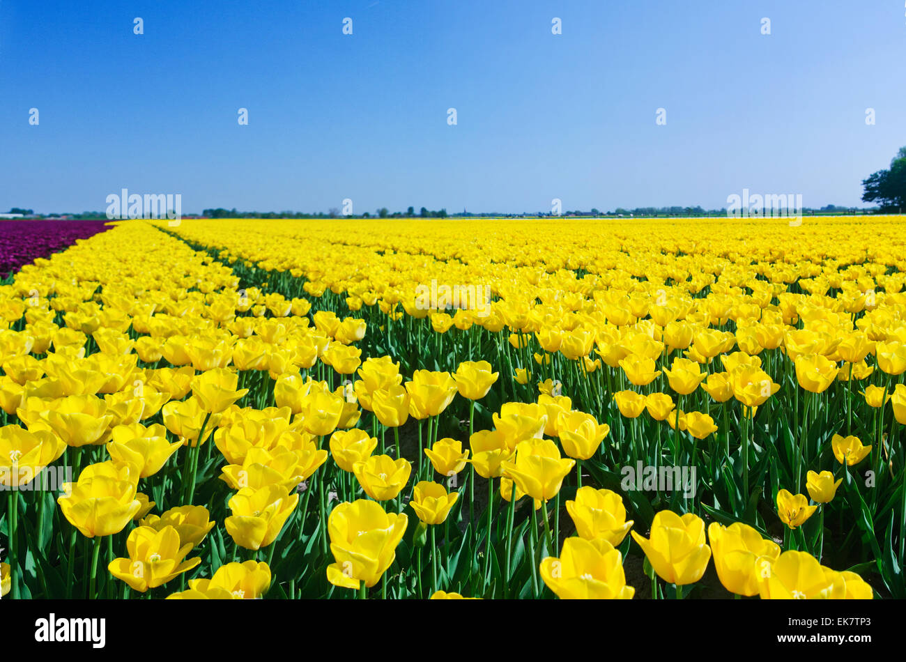 Field Of Tulips Stock Photo - Alamy