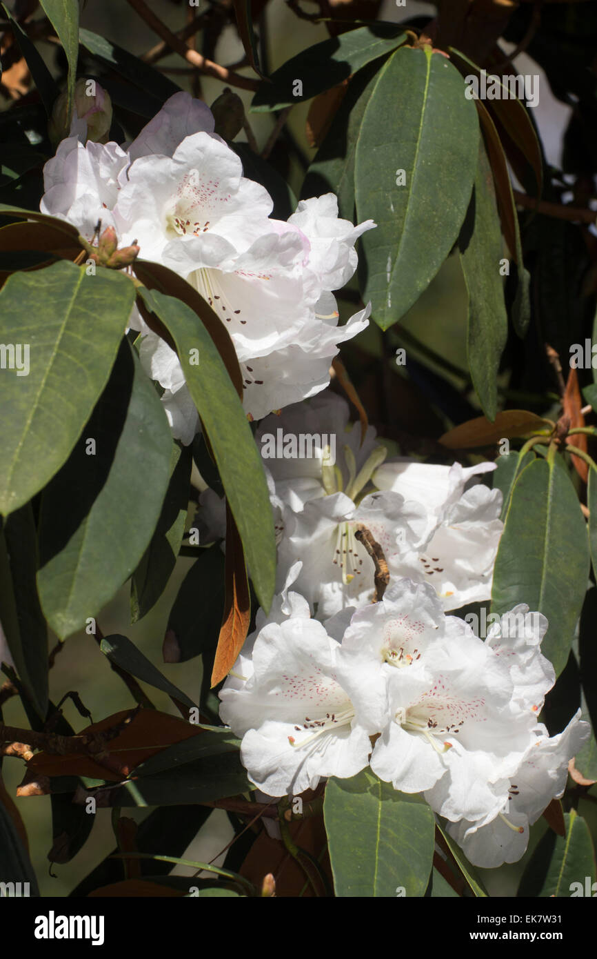 Twin white flower heads of the evergreen Rhododendron campanulatum Stock Photo