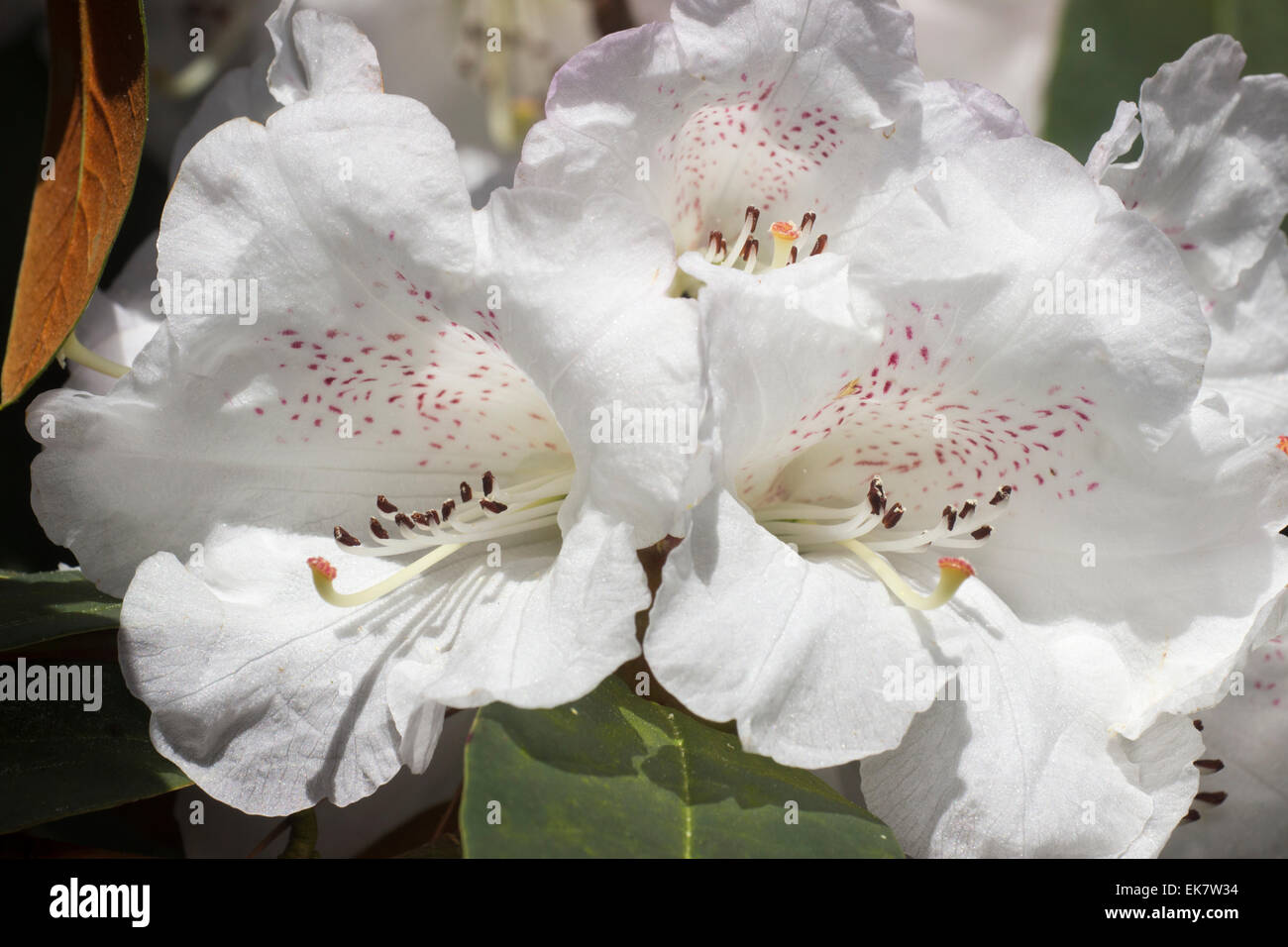 Close up of the white April flowers of Rhododendron campanulatum Stock Photo