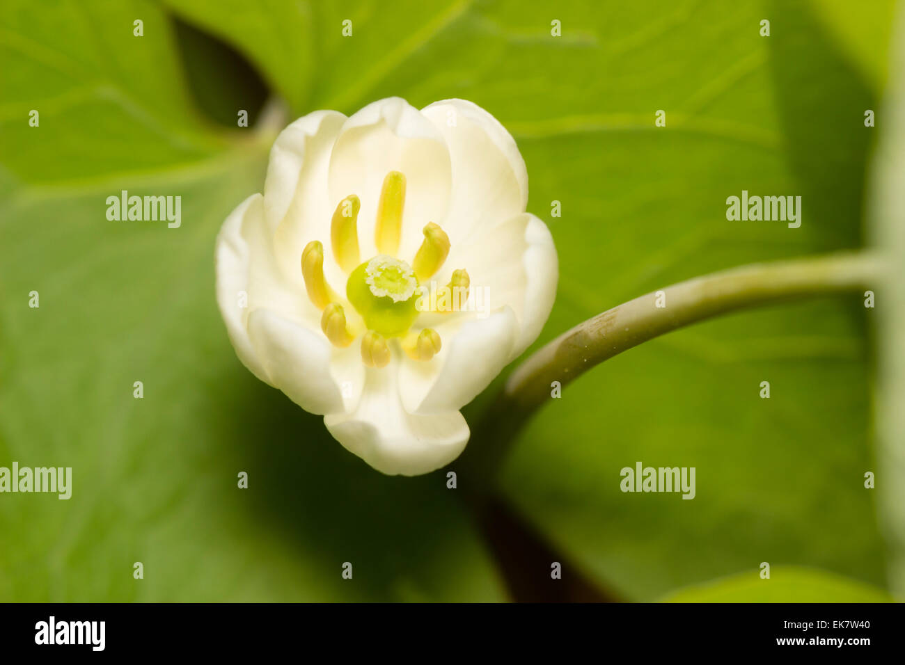 Close up of flower of the hardy woodland plant, Jeffersonia diphylla Stock Photo