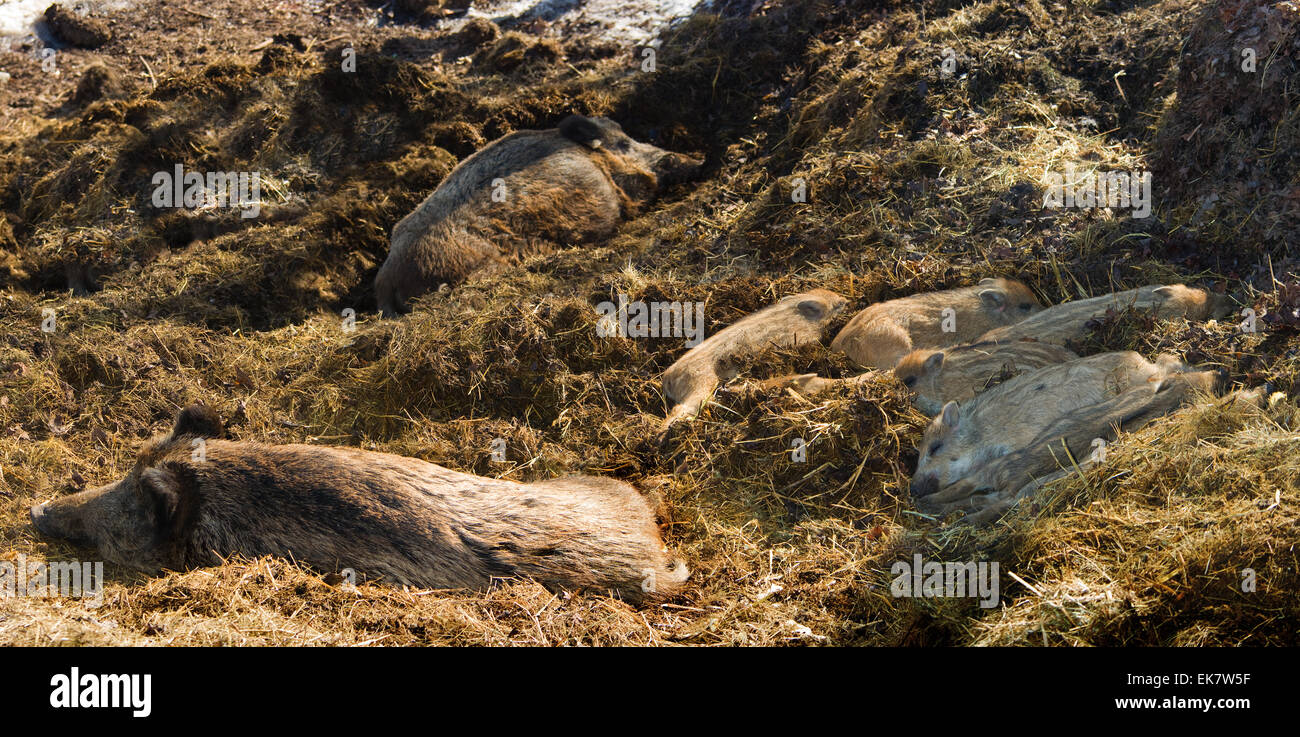 A family of wild boars with cubs resting.(Sus scrota). Stock Photo