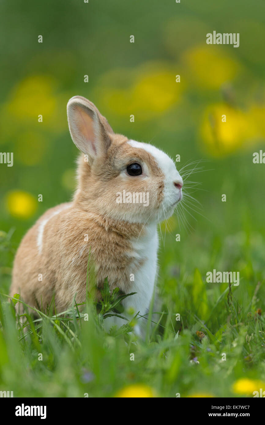Netherland Dwarf Rabbit. Young in a flowering meadow Germany Stock ...