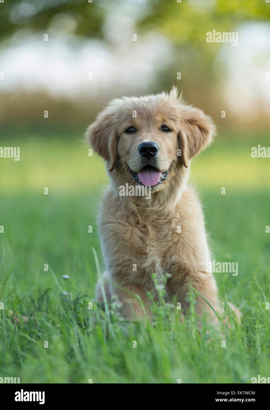 Golden Retriever Puppy sitting grass Germany Stock Photo - Alamy