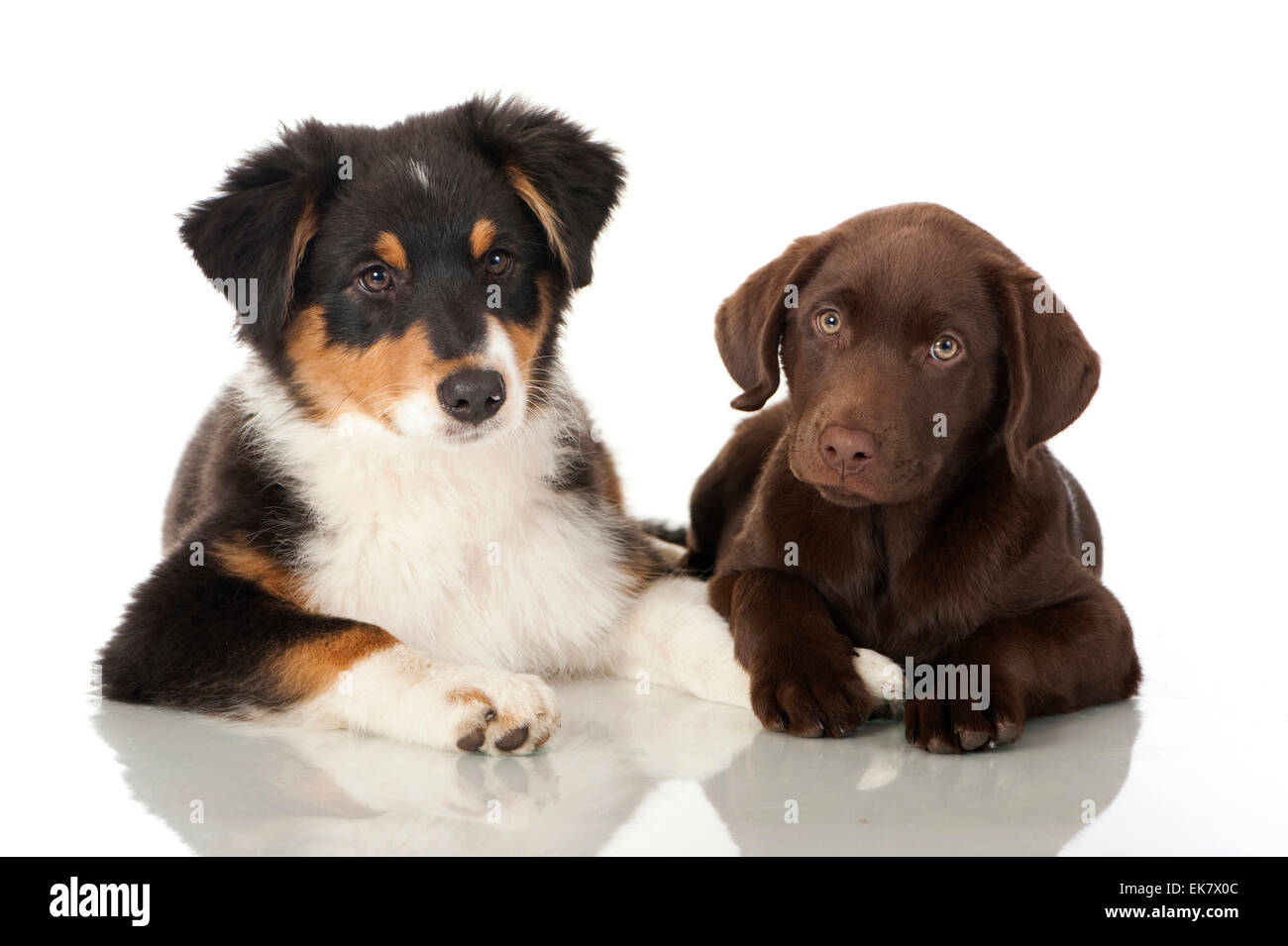 Chocolate lab australian shepherd hotsell