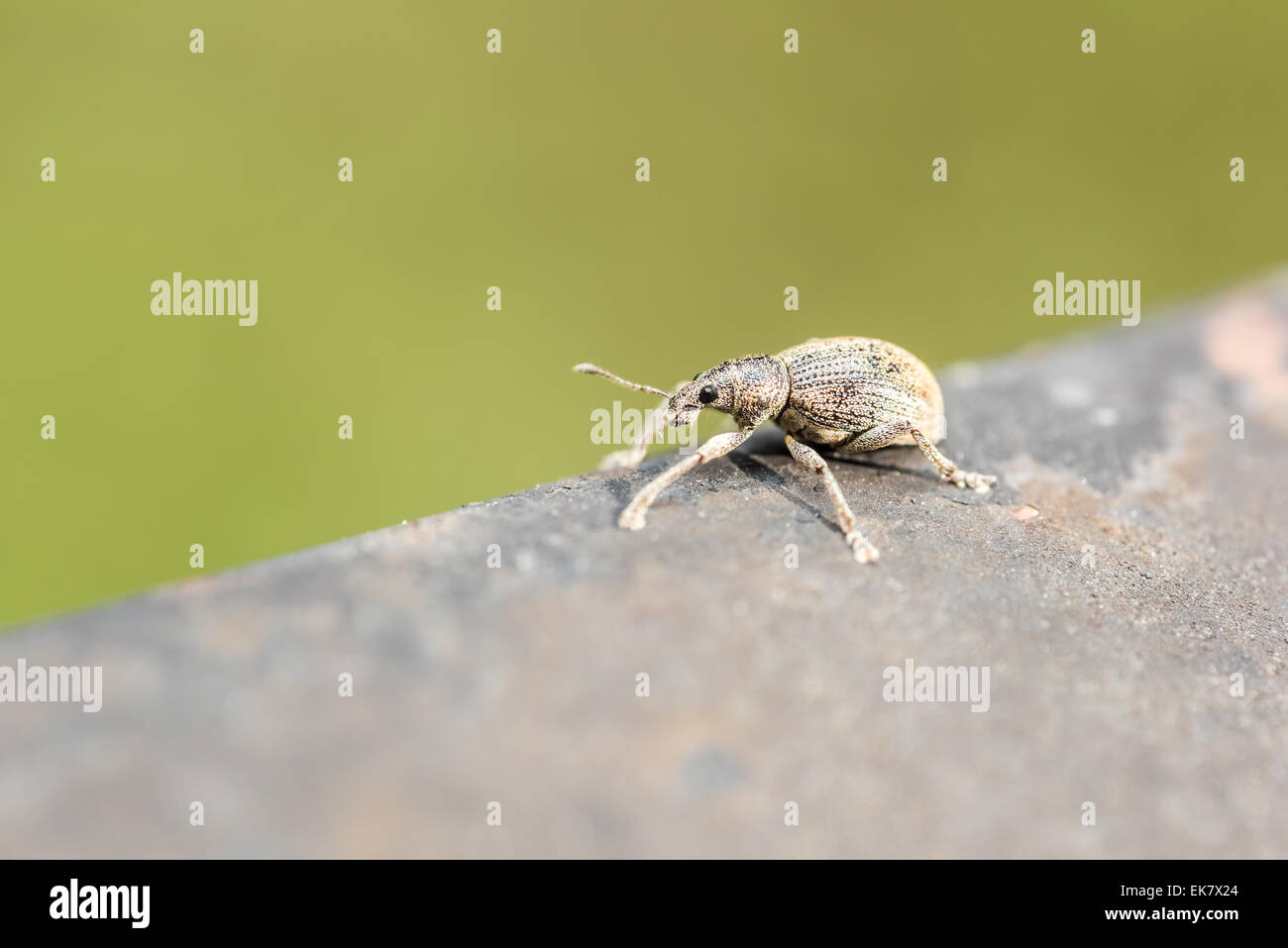 Weevil Beetle From Curculionoidea Superfamily Is A Small, Herbivorous Insect Stock Photo