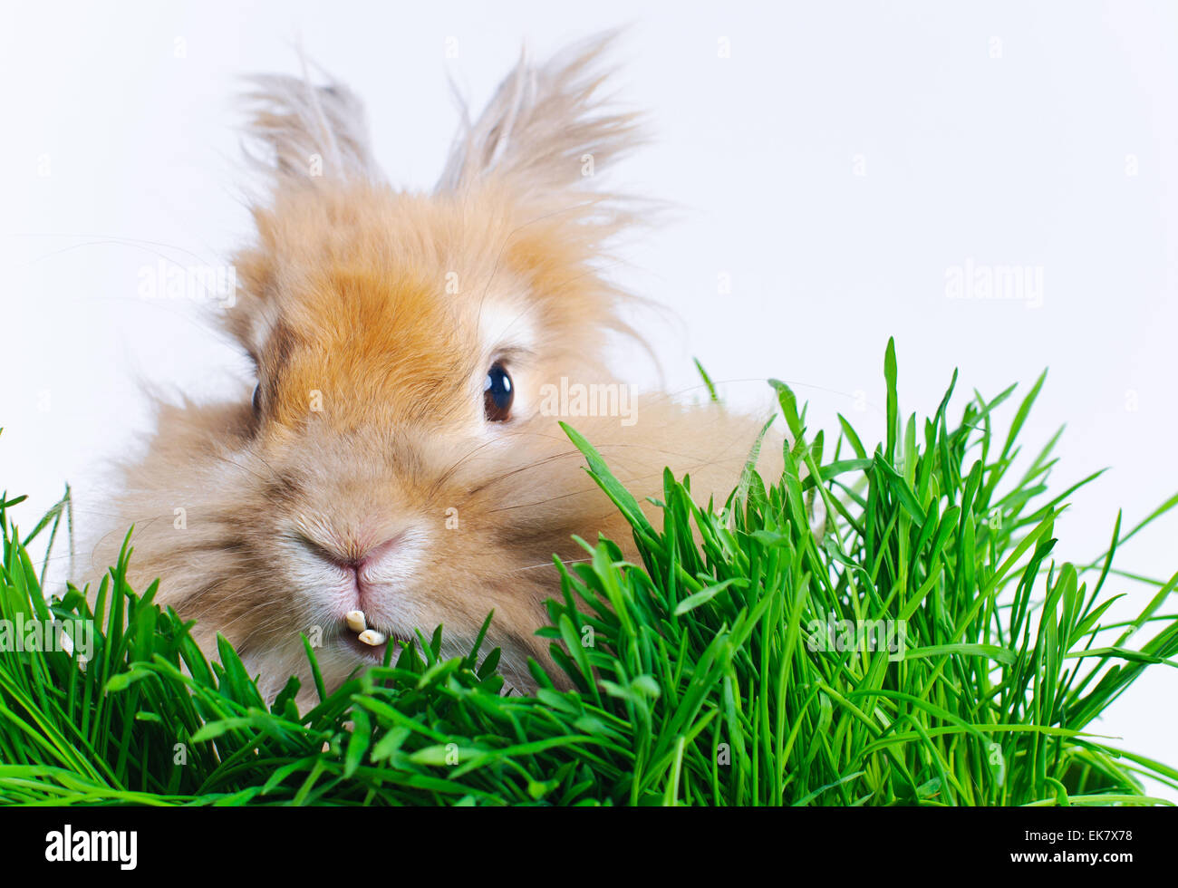 Easter Bunny. Cute rabbit sitting on green grass Stock Photo - Alamy
