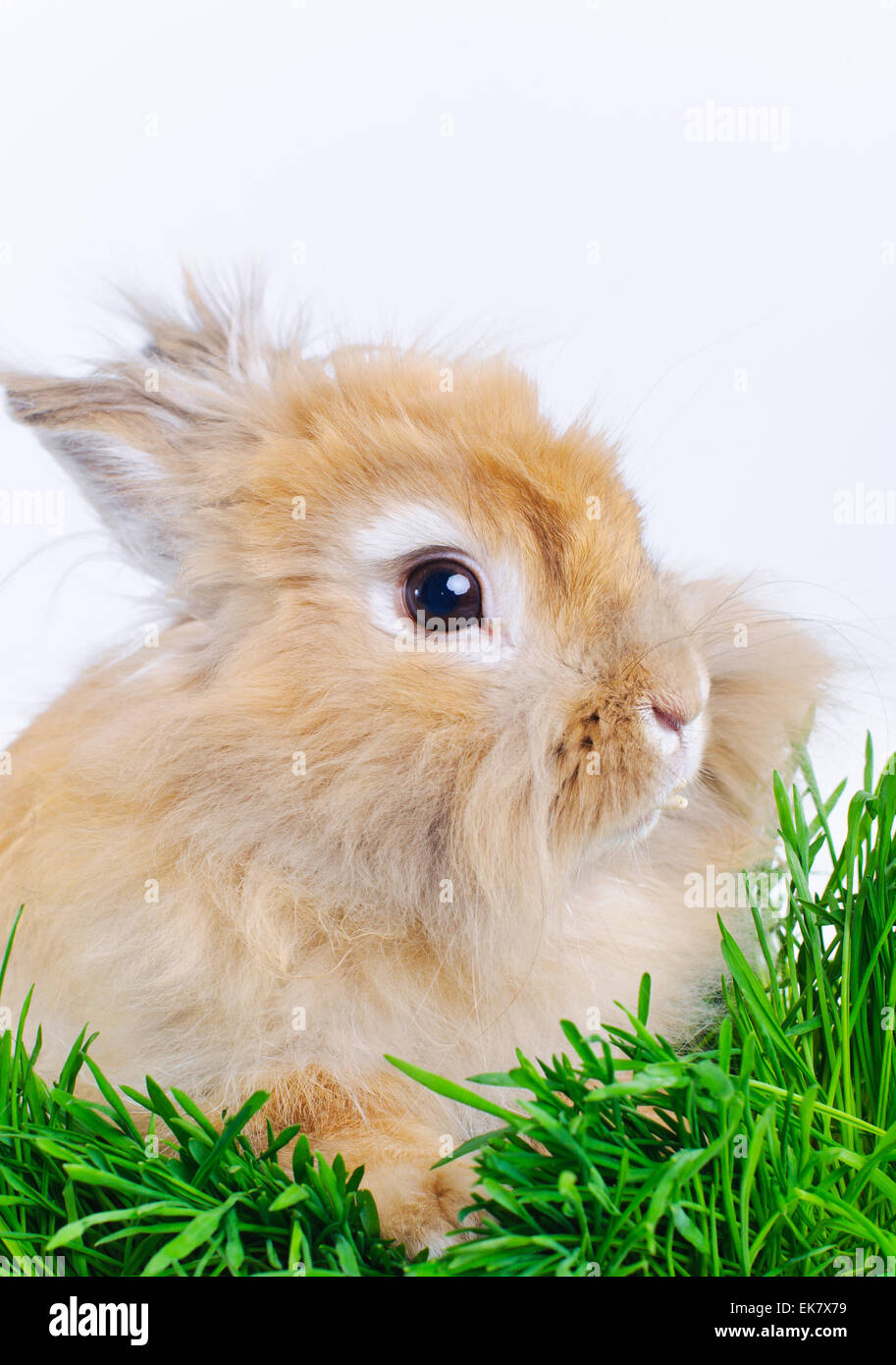 Easter Bunny. Cute rabbit sitting on green grass Stock Photo - Alamy