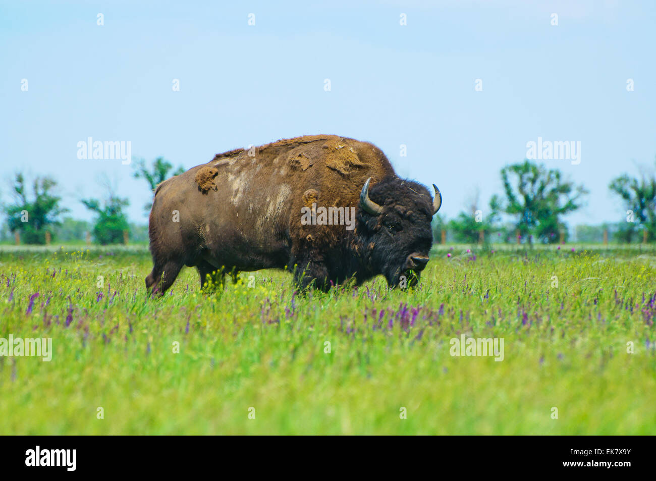 Bison in the green of spring steppe Stock Photo