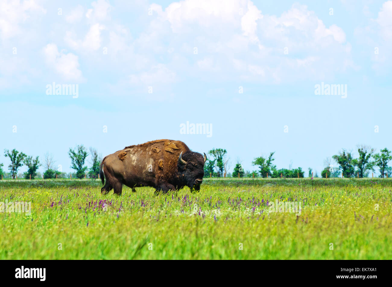 Bison in the green of spring steppe Stock Photo