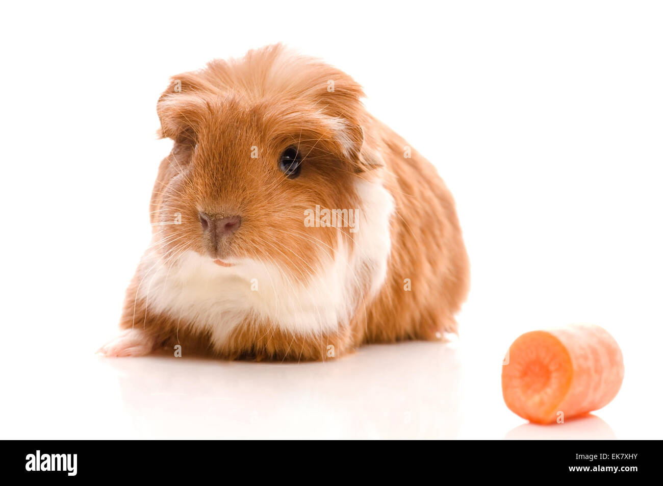 Baby Guinea Pig Stock Photo Alamy