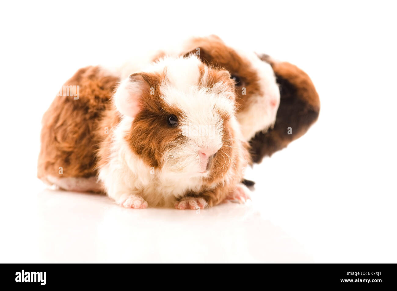 baby guinea pigs Stock Photo Alamy