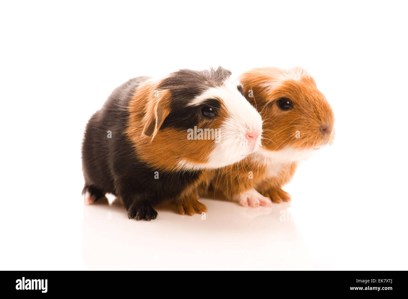 baby guinea pigs Stock Photo