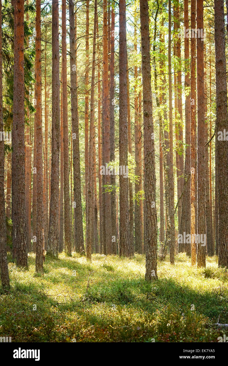 Light pine forest blueberry hi-res stock photography and images - Alamy