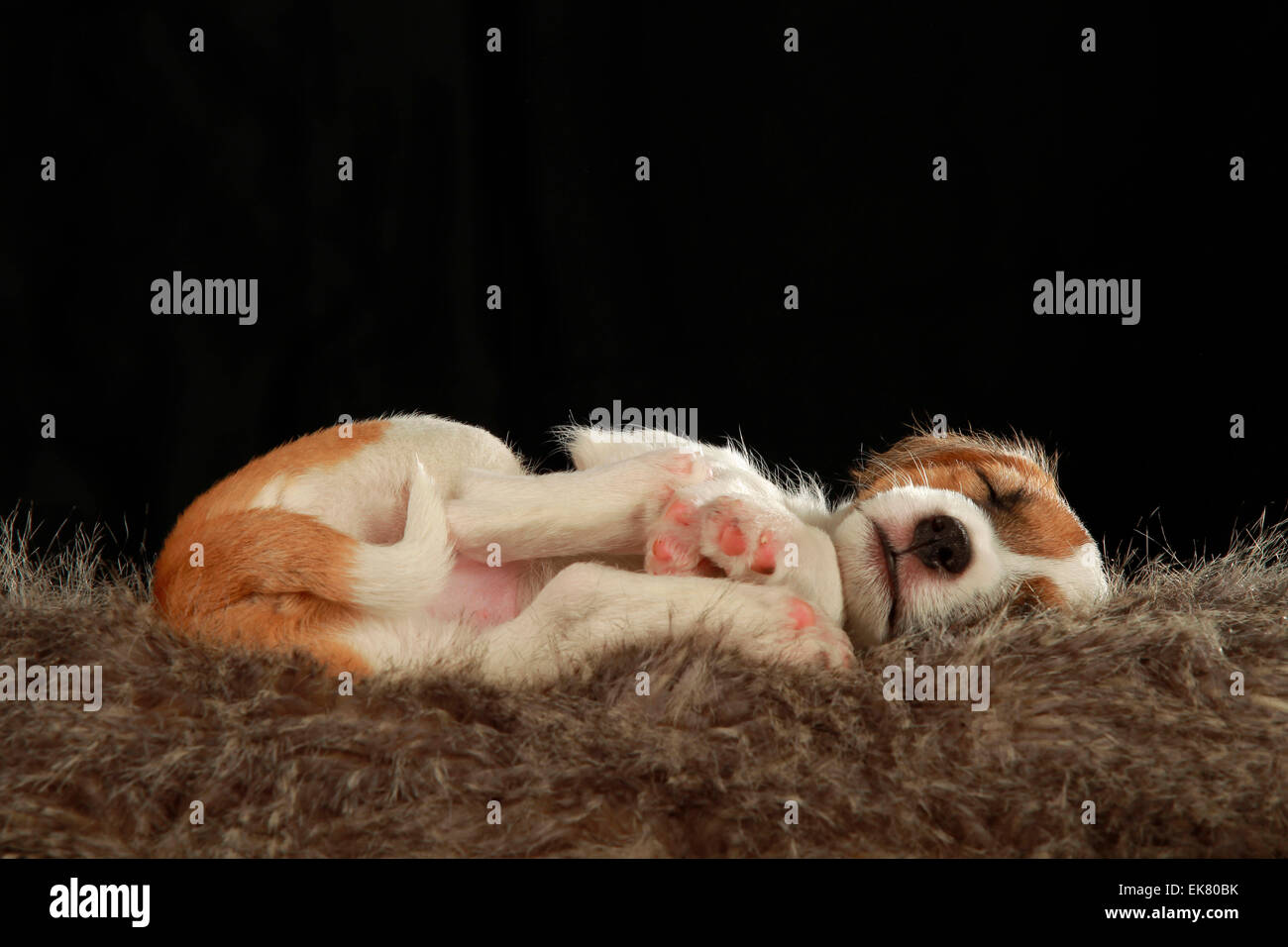 Parson Russell Terrier Puppy sleeping pet bed Germany Stock Photo