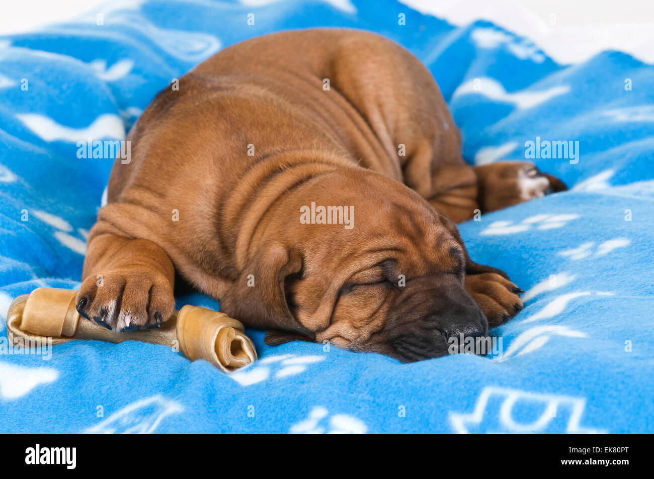 Rhodesian Ridgeback Puppy sleeping pet bed one paw resting its chewing