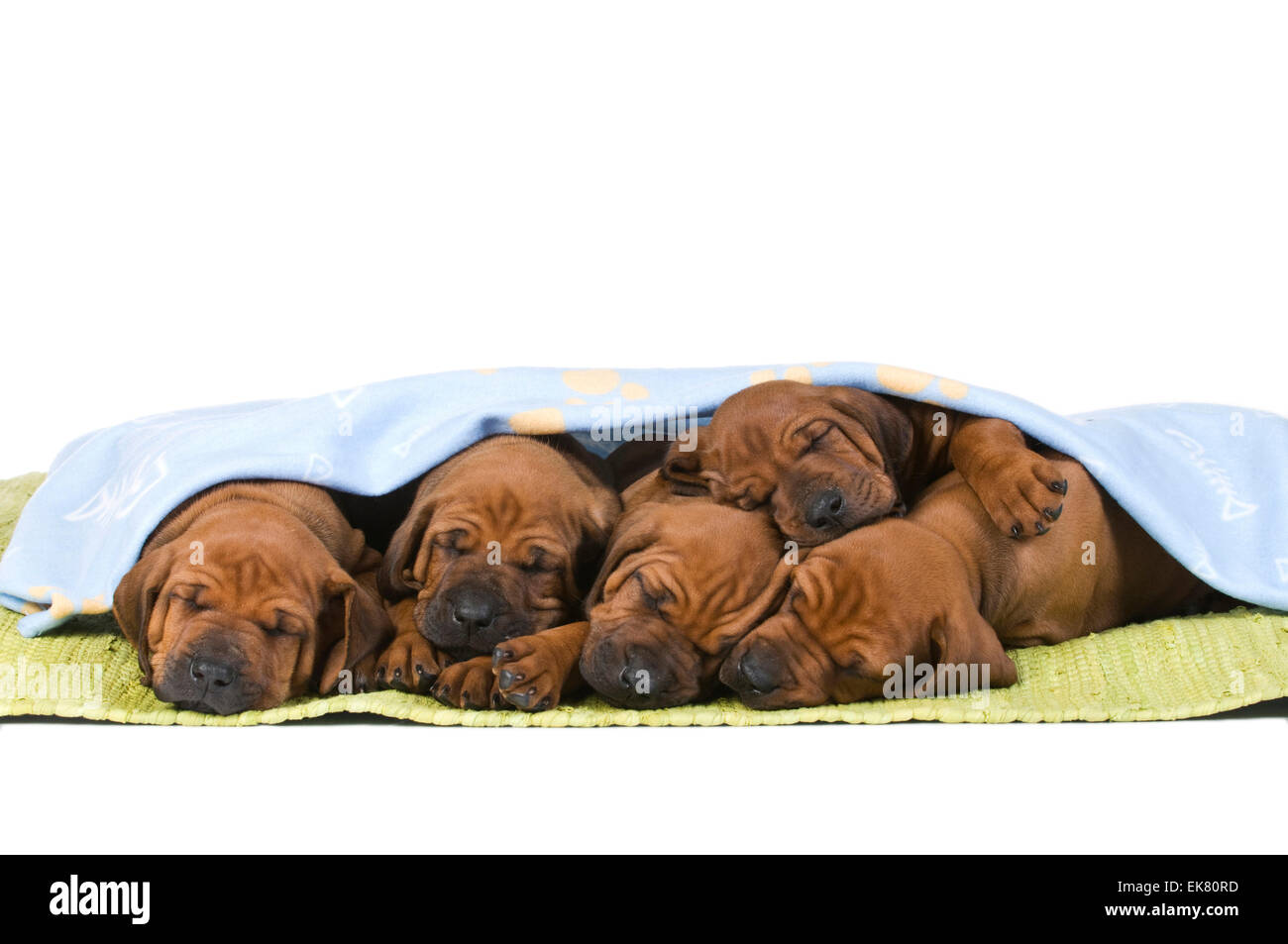 Rhodesian Ridgeback Five puppies sleeping green rug under blanket ...