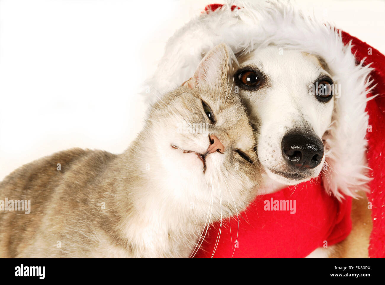 Domestic cat cuddling up to Whippet wearing Santa Claus hat Germany Stock Photo