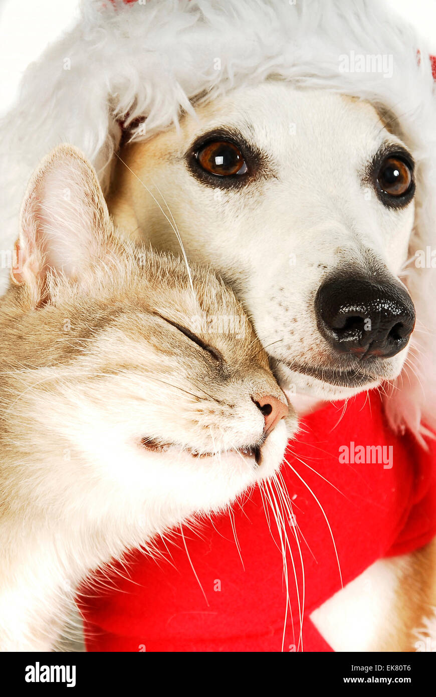 Domestic cat cuddling up to Whippet wearing Santa Claus hat Germany Stock Photo