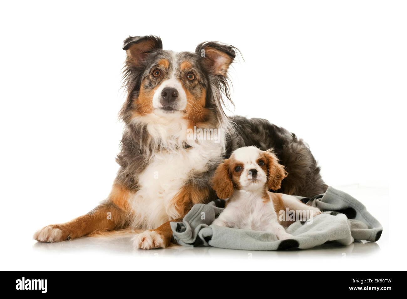 Adult Australian Shepherd Cavalier King Charles Spaniel puppy lying next to each other Studio picture against white background Stock Photo