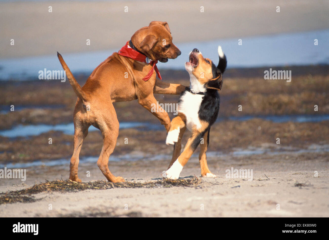 Rhodesian Ridgeback Entlebucher Mountain dog Two puppies playing beach Germany Stock Photo