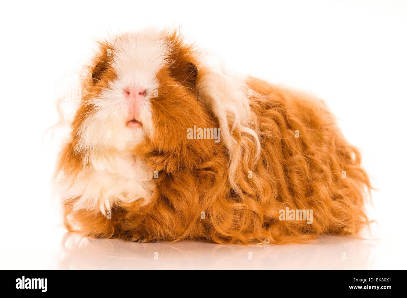 long hair guinea pig Stock Photo Alamy