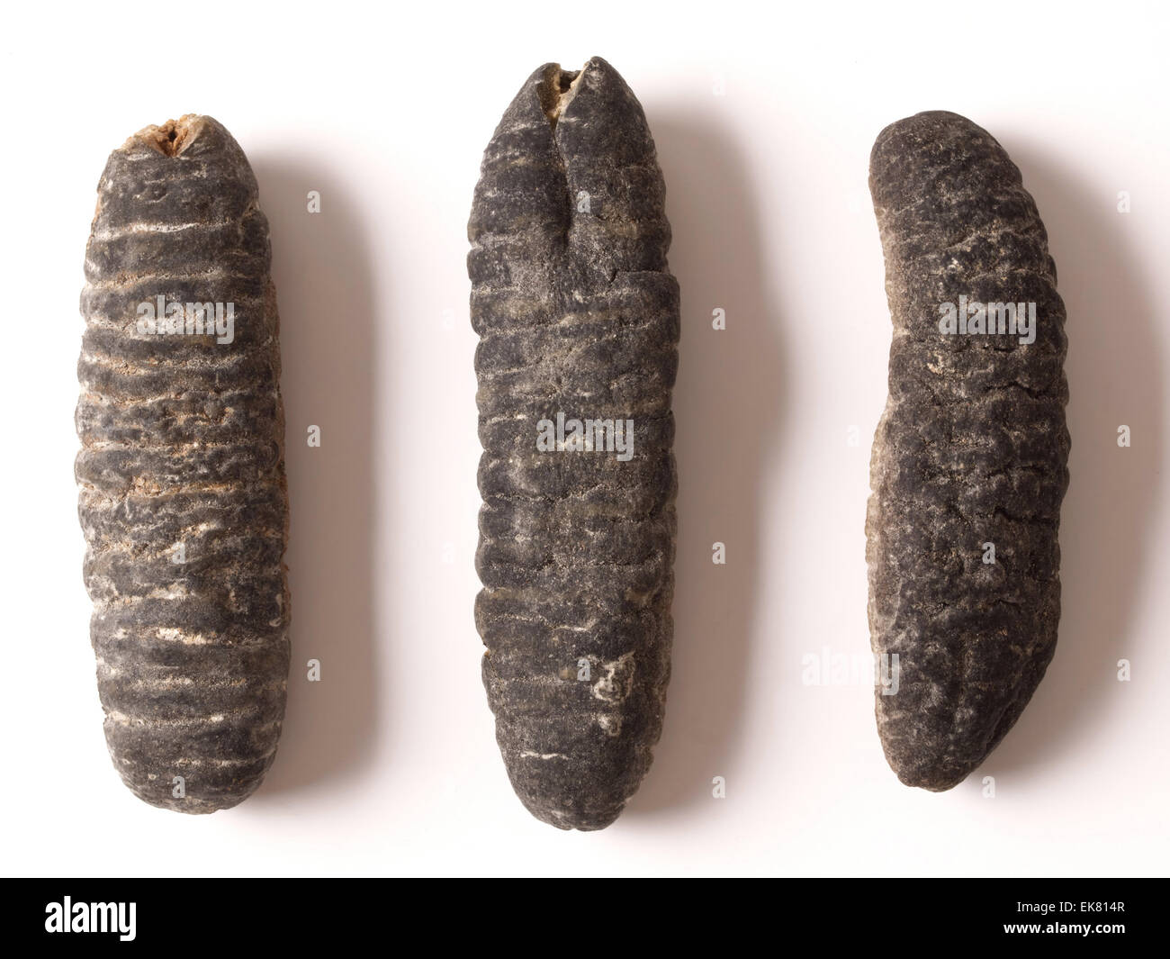 dried sea cucumber Stock Photo Alamy