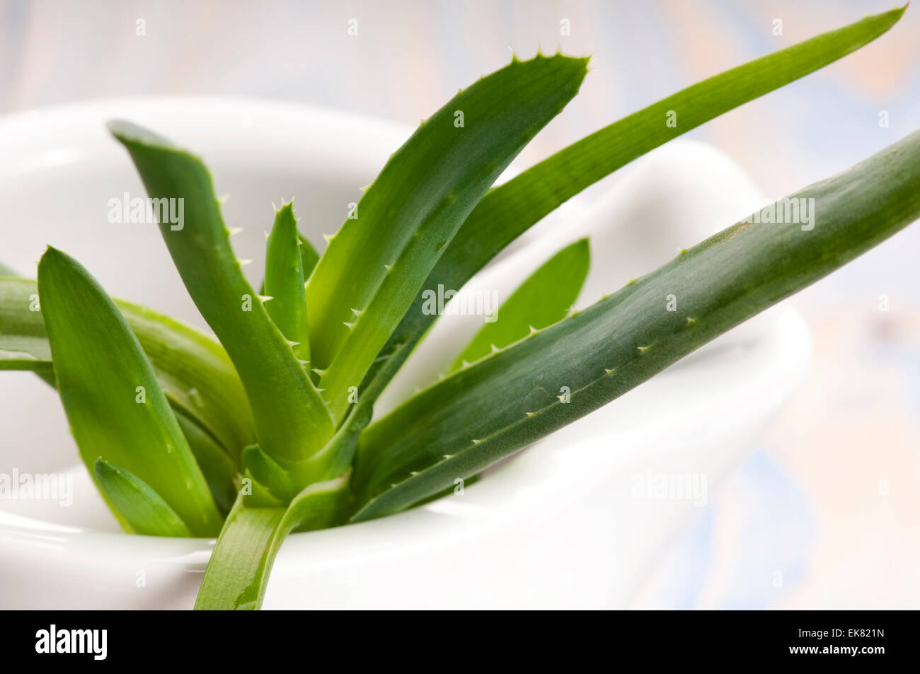 Aloe vera herbal medicine Stock Photo Alamy