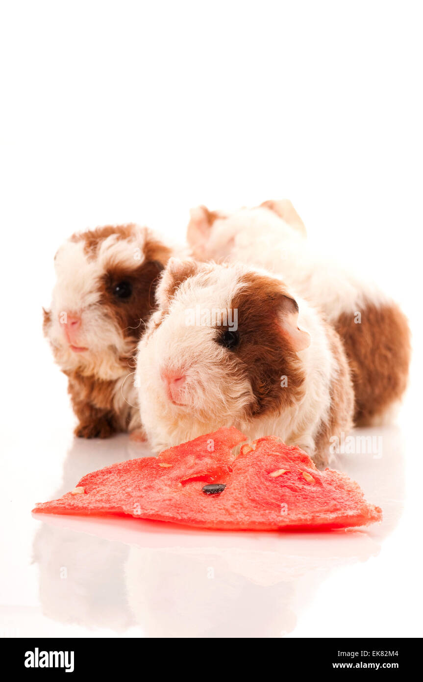 baby guinea pig Stock Photo