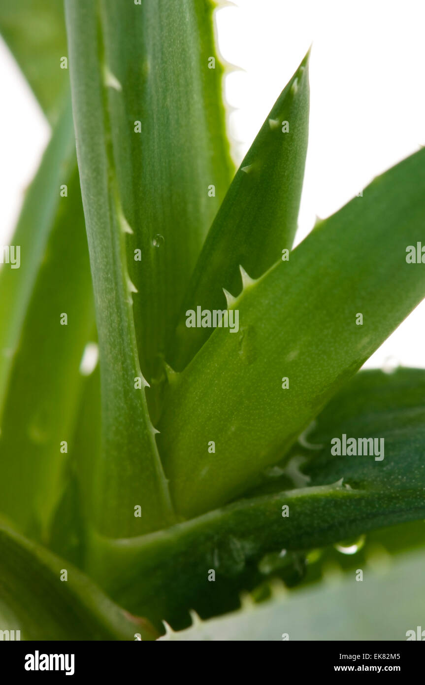 Aloe vera herbal medicine Stock Photo Alamy