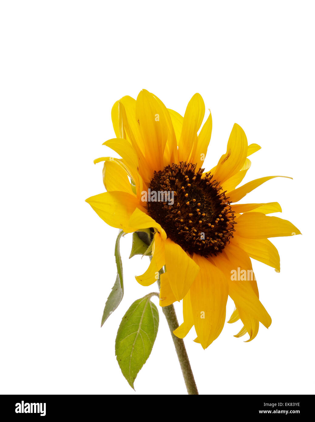 Sunflower stem cross section hires stock photography and images Alamy