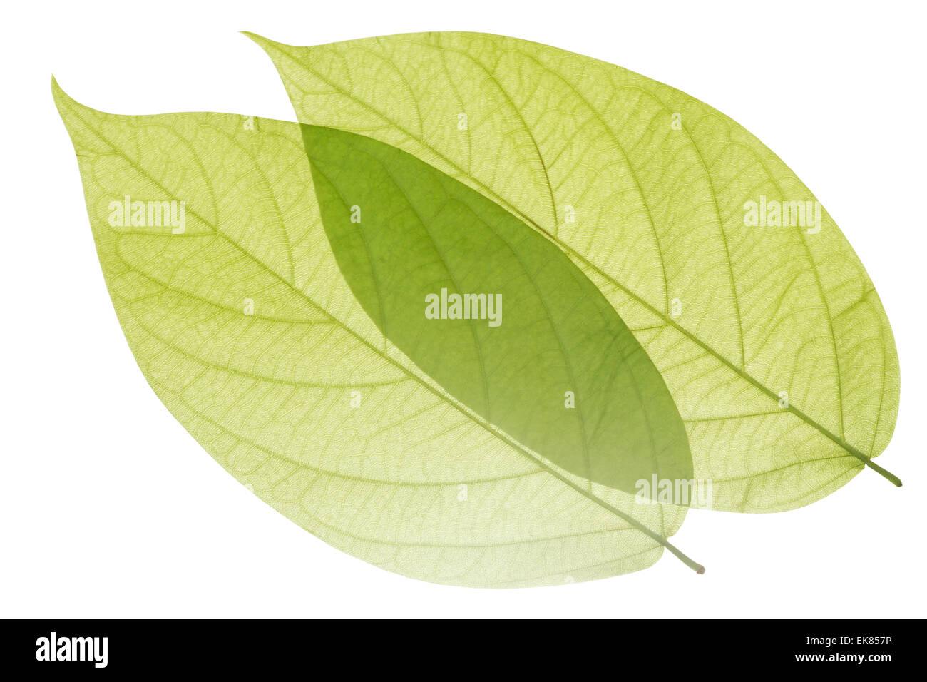 Green Leaves Isolated Stock Photo