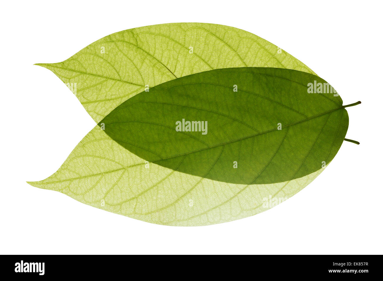 Green Leaves Isolated Stock Photo