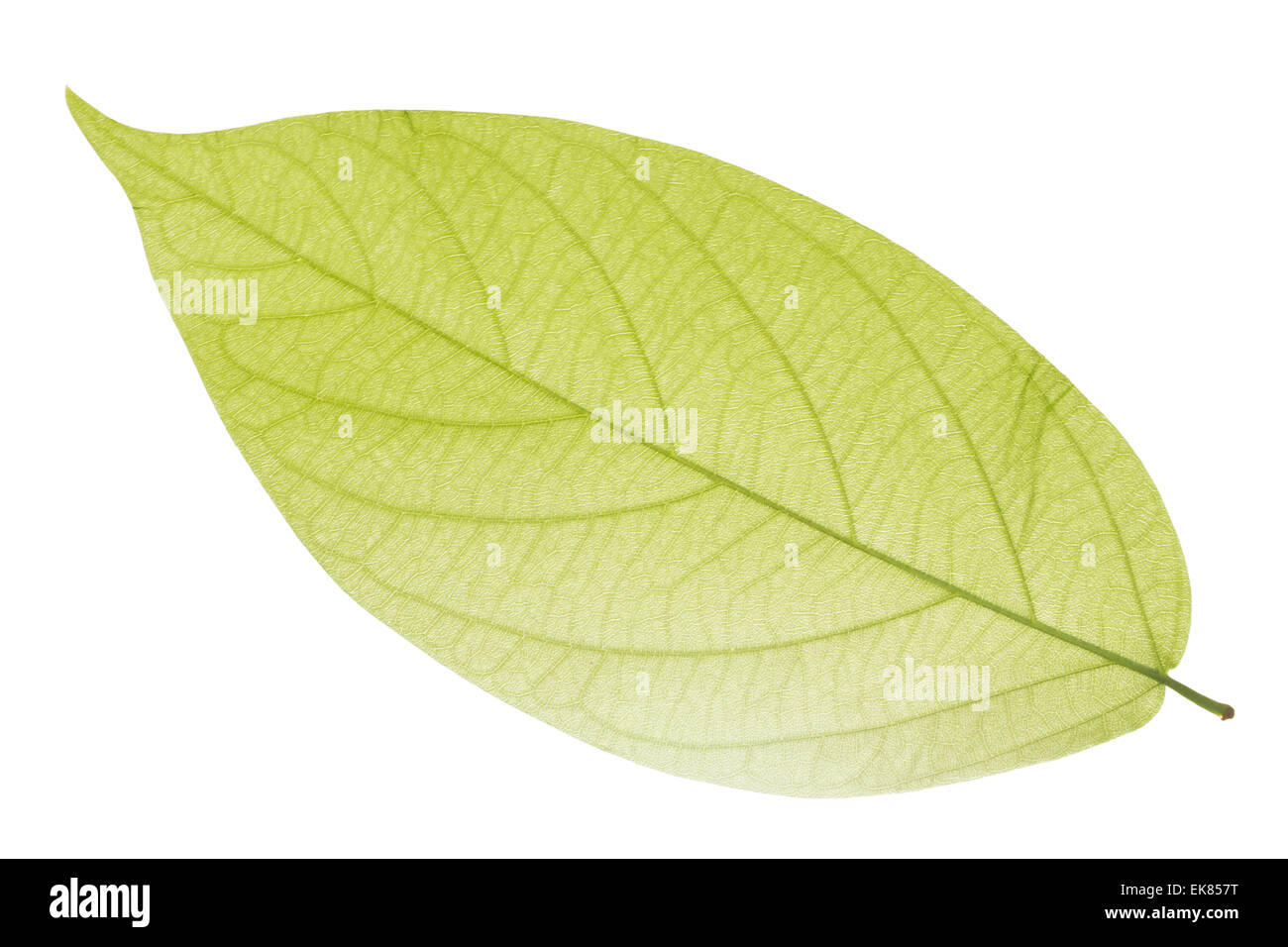Green Leaf Isolated Stock Photo