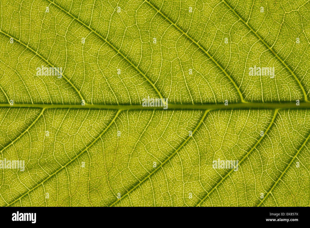 Leaf Veins Macro Stock Photo Alamy