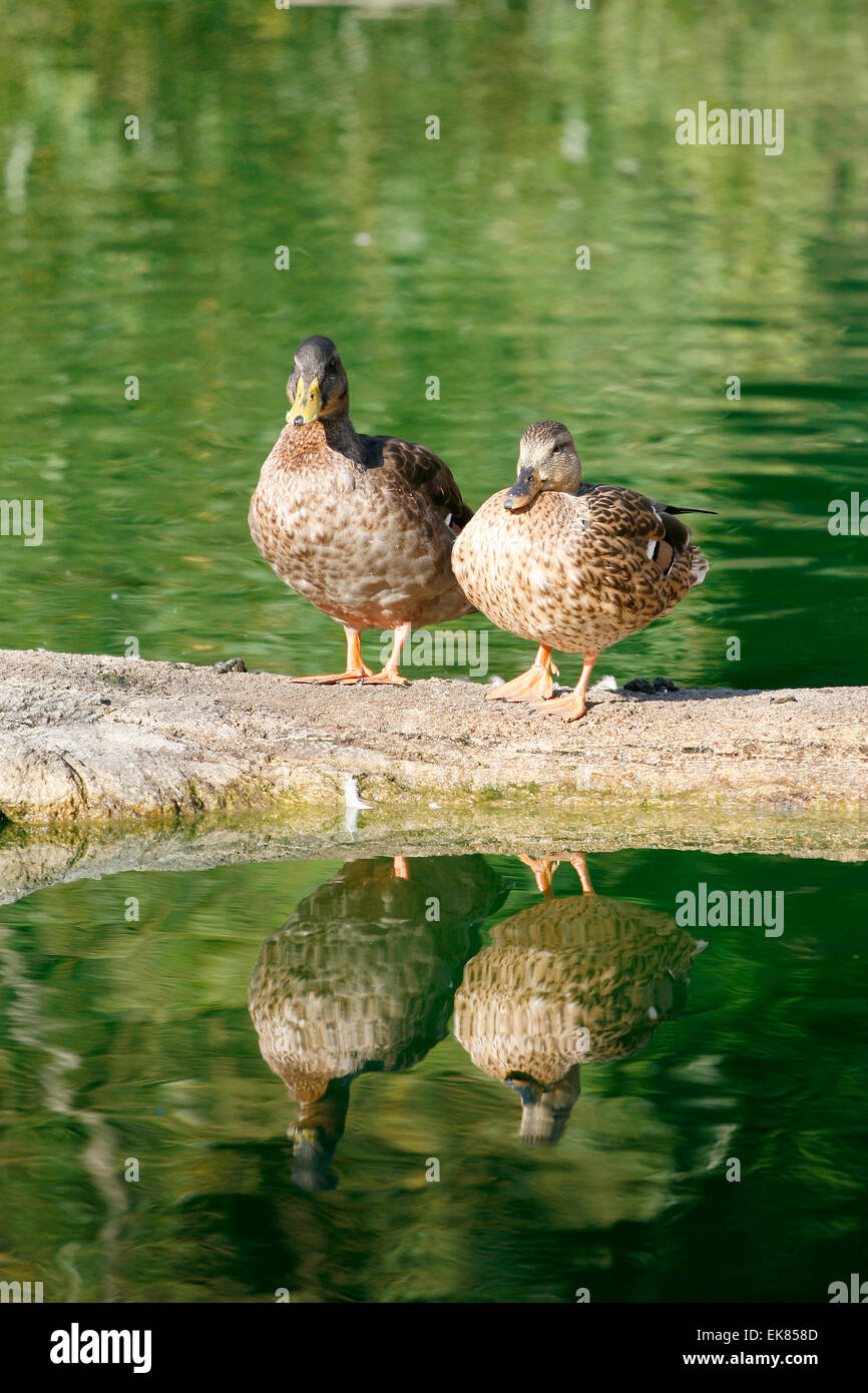 Reflections of duck hi-res stock photography and images - Alamy