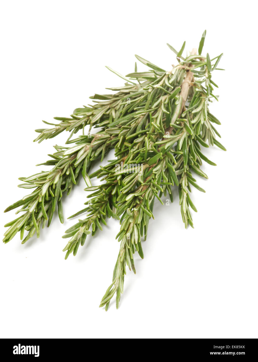 Bunch of Rosemary Stock Photo - Alamy
