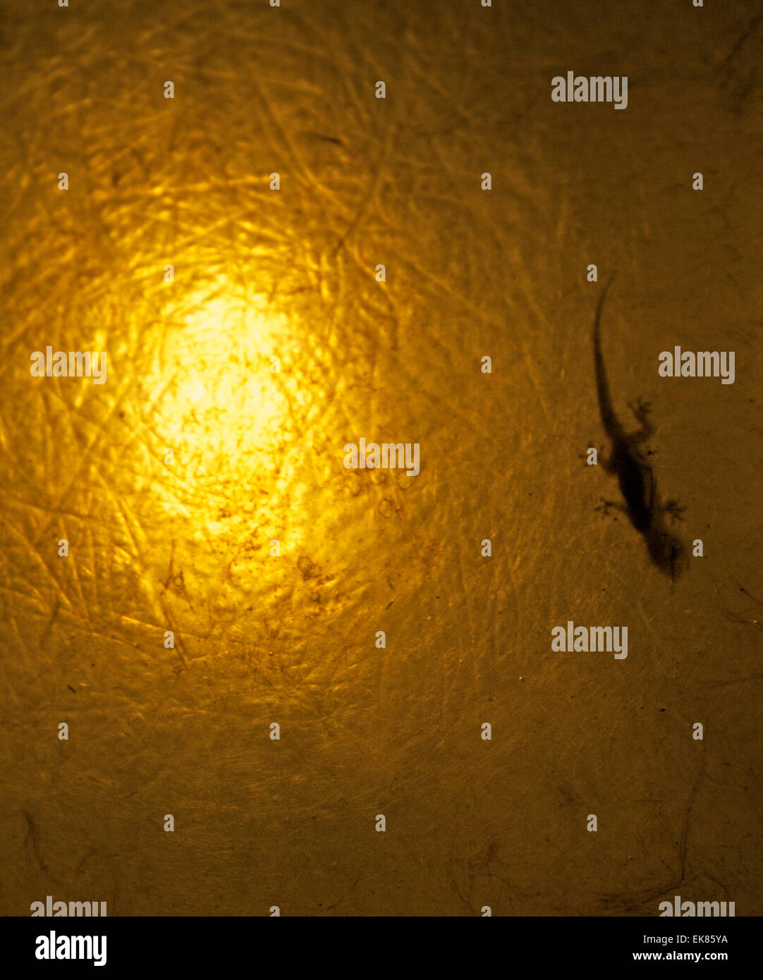 Lizard into Lantern Stock Photo - Alamy