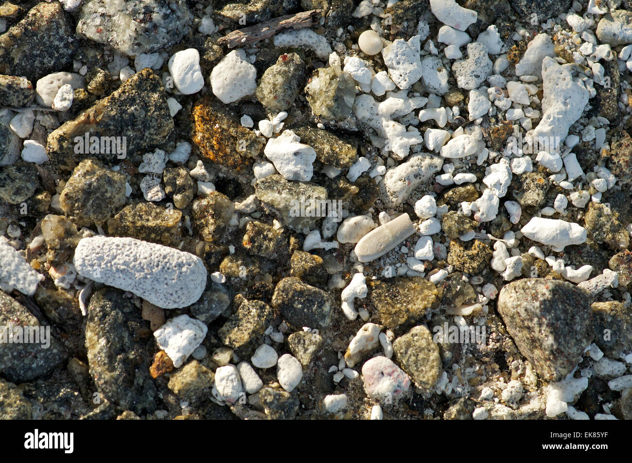 Seashore rocks, shells and corals background Stock Photo