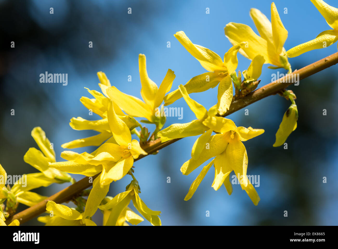 Forsythia Tree Flowers In Spring Time Stock Photo