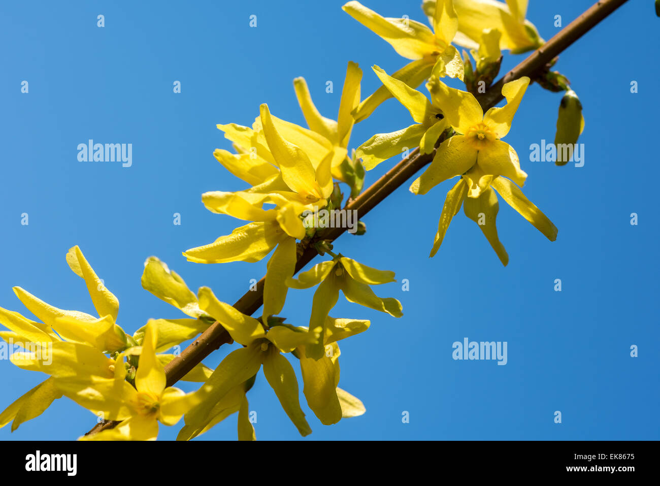 Forsythia Tree Flowers In Spring Time Stock Photo