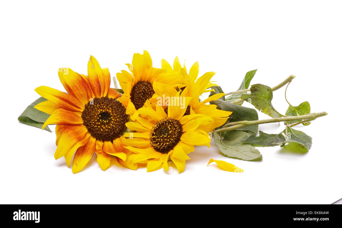 Bunch of Perfect Sunflowers Stock Photo Alamy