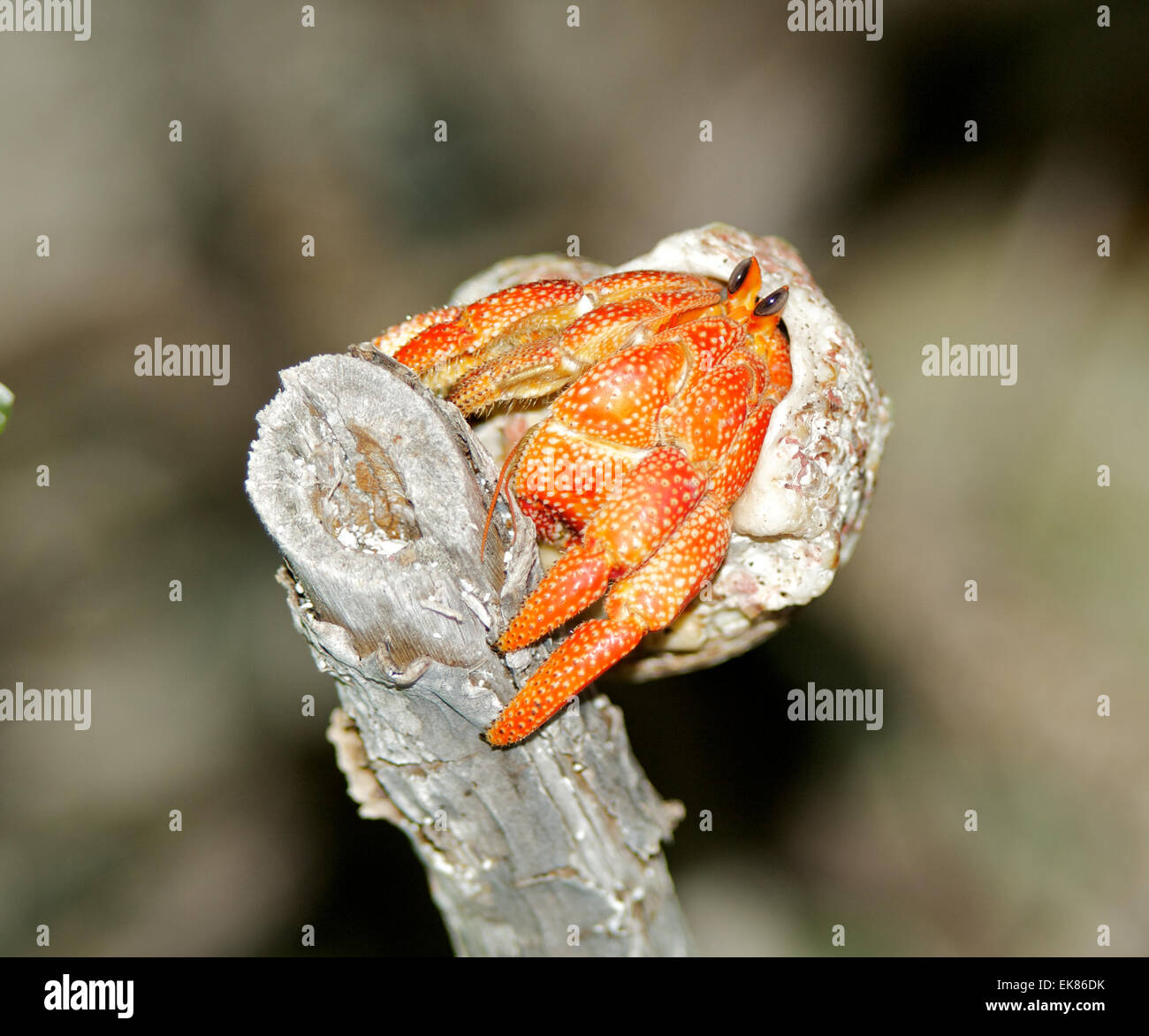 Hermit crab in his shell on wooden stack close up Stock Photo - Alamy
