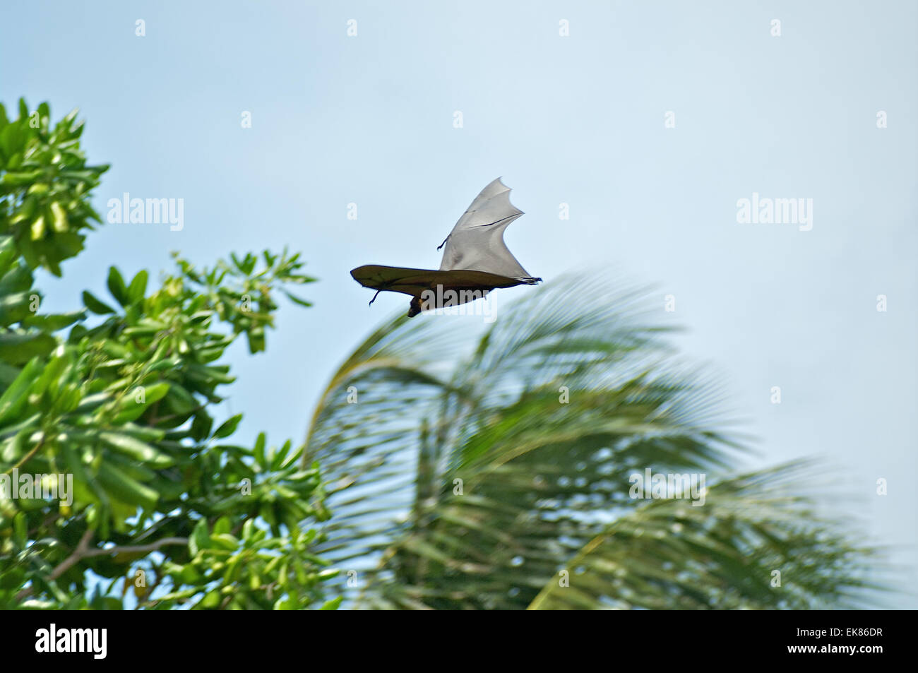 Fruit bat in flight Stock Photo Alamy
